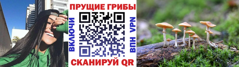 купить  цена  Красный Холм  Псилоцибиновые грибы Psilocybe 